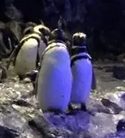 ペンギン