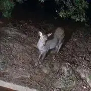 みちこ