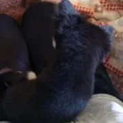 もっさもさ