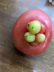 はちの画像
