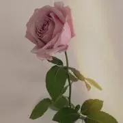 ほーの画像