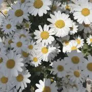 ミの画像