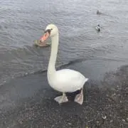 poppiの画像