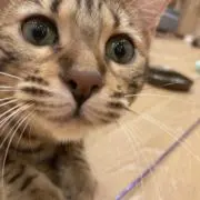 ホシノの画像
