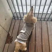 あいうの画像