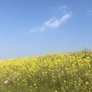 momoの画像