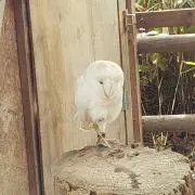 ぐれふるの画像