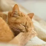 ねこの画像