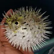 32の画像