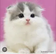 ばいきんまんの画像