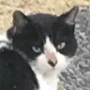ラルル