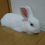 シローの画像