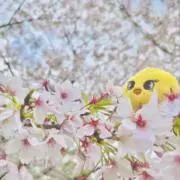 ポム＊の画像