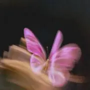 にゃんの画像