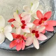 minomushiの画像
