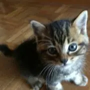 ひろこ