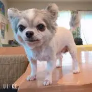 めぐしん
