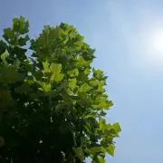 おにわの画像