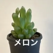 メロンの画像