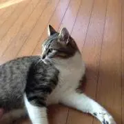 ミルパン