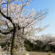 ま~さんの画像