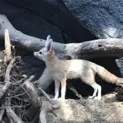 このみの画像