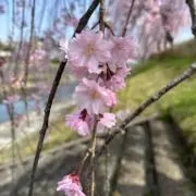 ここ ☆ プロフ必読の画像
