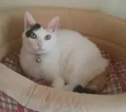 如月の画像