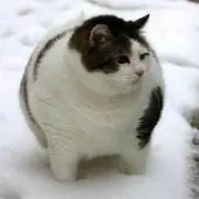 maroの画像