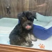 Schnauzer