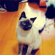 ライスの画像