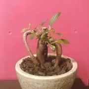 ありの画像