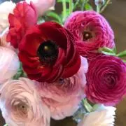 フリージアの画像