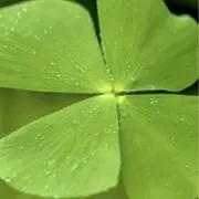 のりの画像