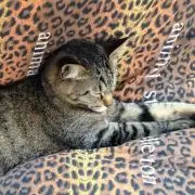 にゃー