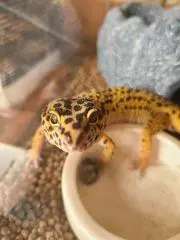ちぃの画像