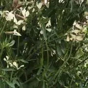 ラベンダーの画像