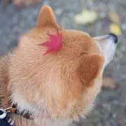 ずっきーの画像