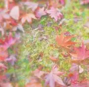 あまねの画像