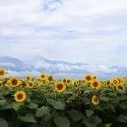 ウィンディの画像