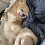 食べ放題の画像