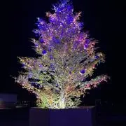 ぴめちゃま