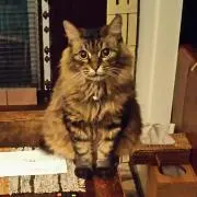 さかなとりの画像