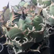 agave