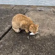 みけSSPの画像