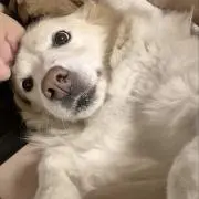 メロンパンの画像
