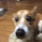 ハナっぴよ
