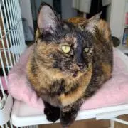 ジュリ