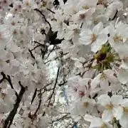 ppskの画像