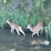 むむの画像